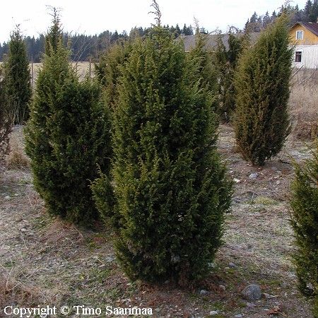 Juniperus communis 'Sisu', kartiokataja